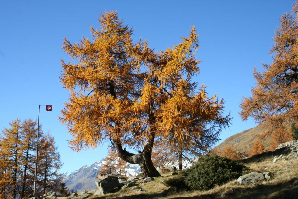 Croce Bianca Poschiavo